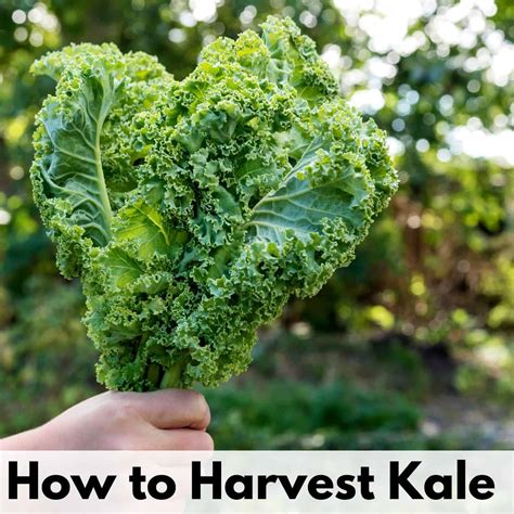 Must-Know Tips for When to Harvest Kale (without killing the plant) - Together Time Family