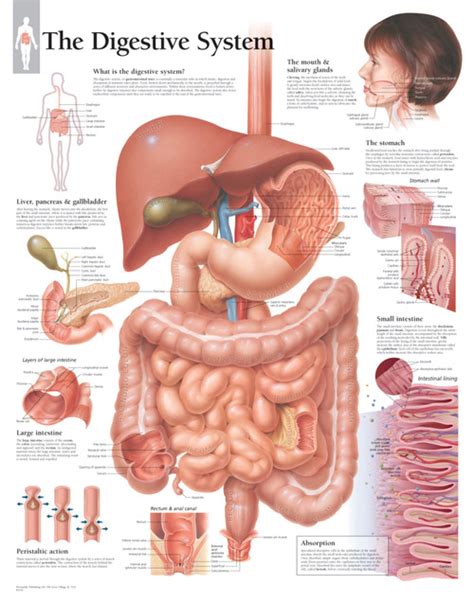 Digestive System Medical Posters | ClinicalCharts.com