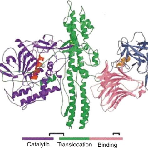 Structure of ricin (Adopted from Ler et al. 2006) | Download Scientific ...