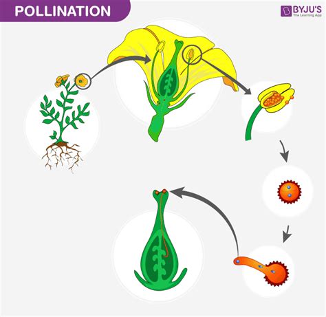 Parts Of Flower Pollination And Fertilization Worksheet Answers | Best ...