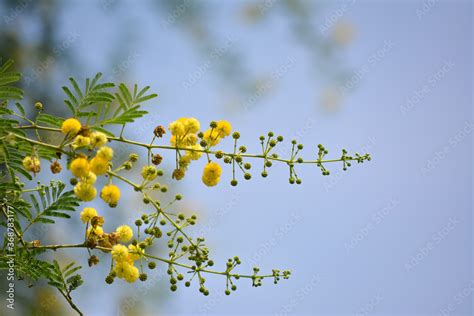 Vachellia nilotica or gum arabic flowers Stock Photo | Adobe Stock