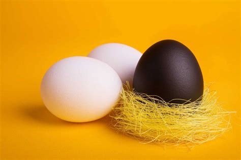 Black Chicken Eggs: What Chicken Breeds Produce Them?