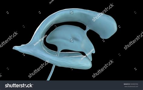 Interventricular Foramen Stock Illustration 393909769 | Shutterstock