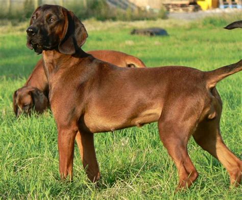 The Bavarian Mountain Hound is a breed of dog from Germany. It is a ...