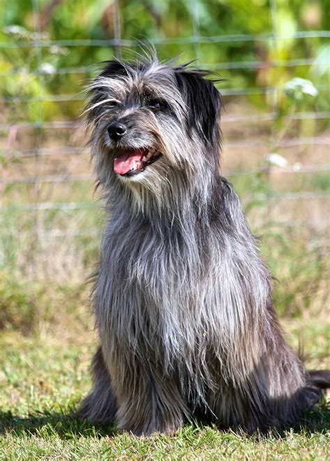 Pyrenean Shepherd | Wilde hunde, Hunde, Tiere