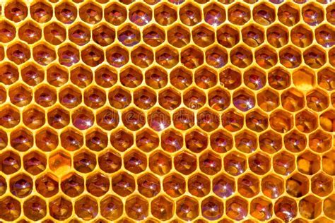 Honey in honeycombs stock image. Image of orange, beeswax - 56840791