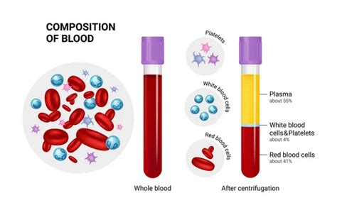 100,000 Blood composition Vector Images | Depositphotos