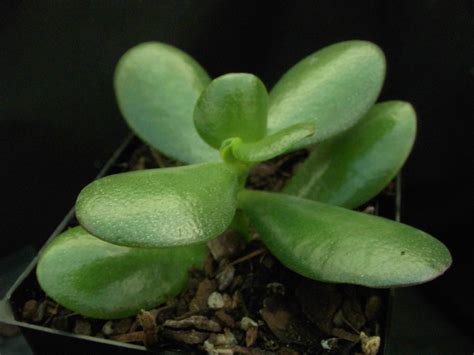 Crassula ovata - Roraima Nursery