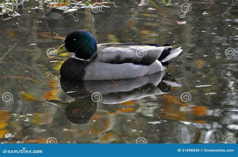 Duck stock photo. Image of beak, leaves, duck, mallard - 51498840