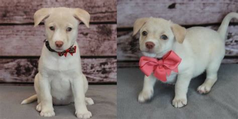 These Puppies For Adoption Near Toronto Are Both Adorable & Stylish ...