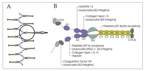 IJMS | Free Full-Text | Shear Stress-Induced Activation of von ...