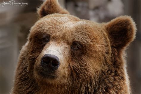 Ursus arctos – Gabriel Paladino Ibáñez | Collections, Science & Photography