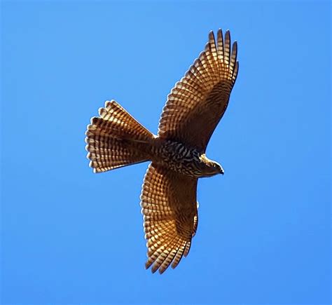 Birds of the World: Brown goshawk