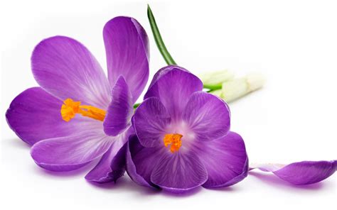 Purple crocuses, petals, white background wallpaper | flowers | Wallpaper Better