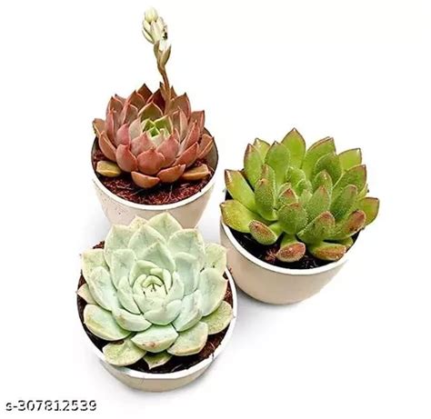 Combo of any 3 exotic succulents