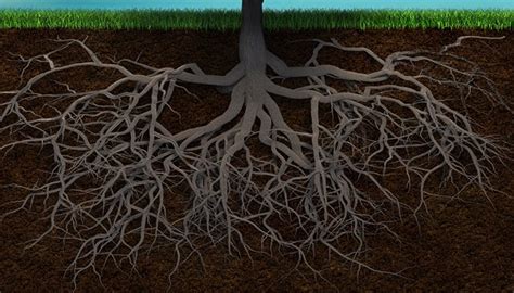 Tree Roots: What are the function of roots? | Red Cedar Inc