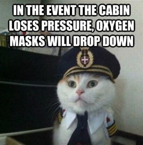 funny cats, airline pilot, meme Dump A Day - Cute Funny Cat Wallpaper