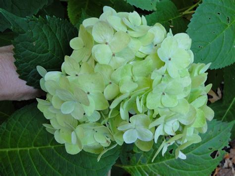 Green Hydrangeas, Where Do They Come From? – Hydrangeas Blue