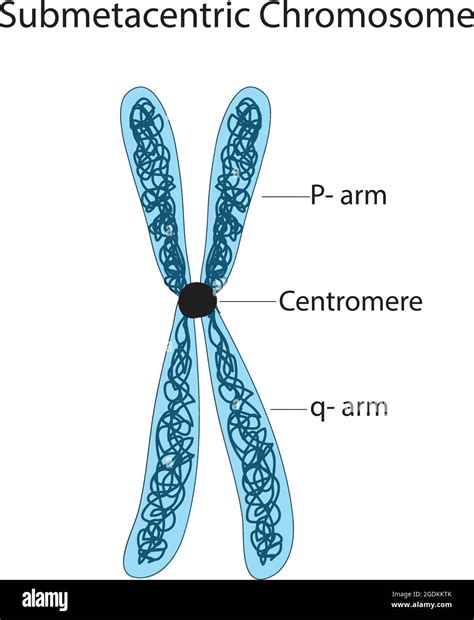 Centromere locations hi-res stock photography and images - Alamy