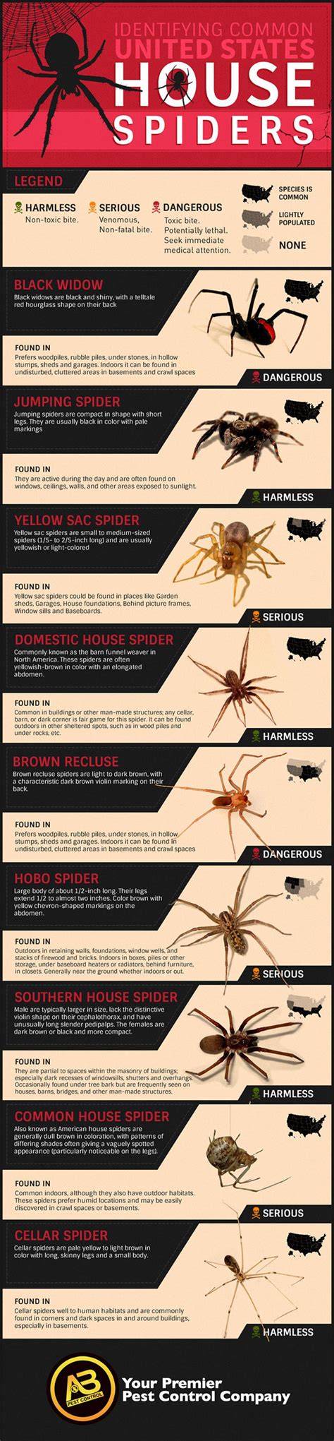 american house spider bite - Saundra Gamboa