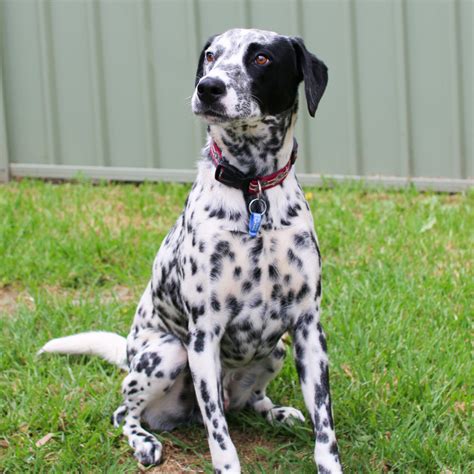 MacK - Medium Male Australian Cattle Dog x Dalmatian Mix Dog in NSW ...