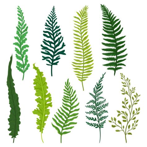 3,900+ Fern Icon Stock Illustrations, Royalty-Free Vector Graphics ...