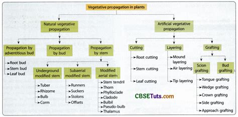 Vegetative Propagation in Plants - Characteristics and Types - CBSE Tuts