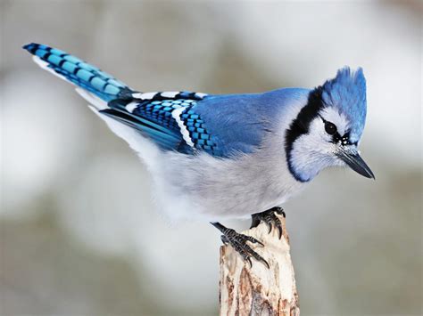 Blue Jay | Celebrate Urban Birds