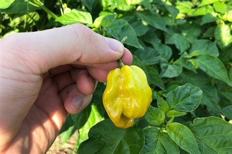 Carolina Reaper vs. Habanero Pepper - Pepper Geek