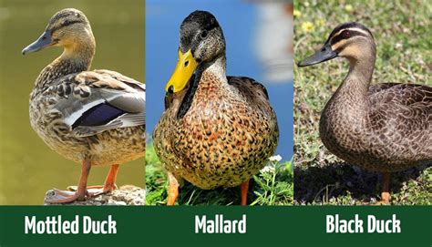 Mottled Duck vs. Mallard vs. Black Duck: What’s the Difference? - Optics Mag