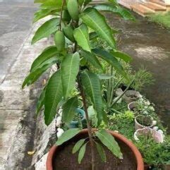 dwarf irwin mango tree for sale Archives - Bonsai Plants Nursery