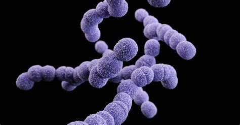 1928 - White Paper: Streptococcus agalactiae - cgMLST schema generation ...