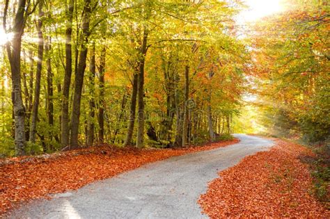 Scenic rural path stock image. Image of colorful, leaf - 35307243