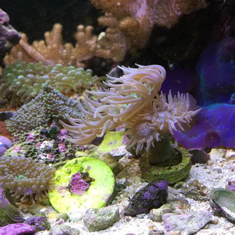 Duncan coral April 14,2016 | Duncan coral, Reef aquarium, Saltwater tank