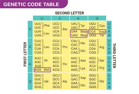 12. The genetic code specifies the correspondence between each triplet ...