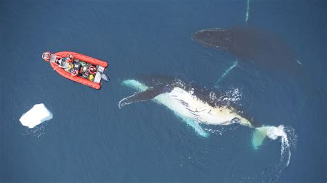 Big whales eat far more than scientists previously thought : NPR