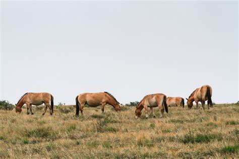 Wildlife Watching in Mongolia 2025 - Rove.me