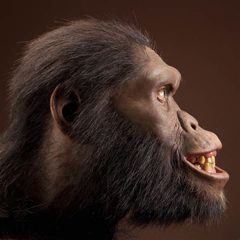 Australopithecus africanus. Reconstruction based on STS 5 by John Gurche. Side view, right | The ...