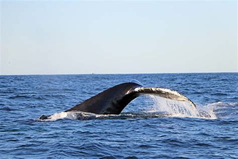 Old School Offshore: Interpreting Whale Behavior - The Fisherman