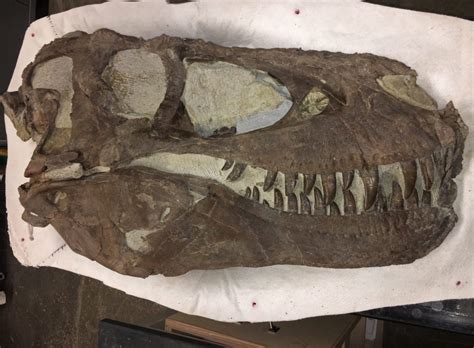 New Fossil Evidence in Utah Points to T. Rex as Pack Hunters - Nerdist