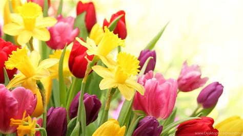 Spring Tulips Desktop Wallpapers - Wallpaper Cave