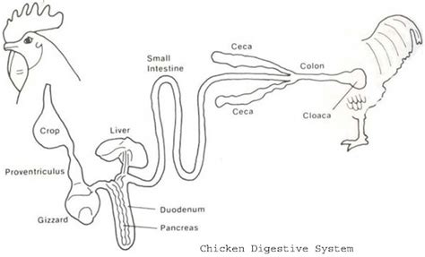 Chicken Digestive System Diagram