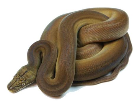 10 Beautiful Reticulated Python Morphs - ReptileWorldFacts