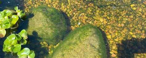 Koi Pond Algae - What is it and how to treat it. | Colorado Pond Pros