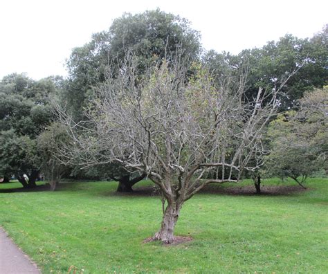 Crataegus douglasii in Bute Park