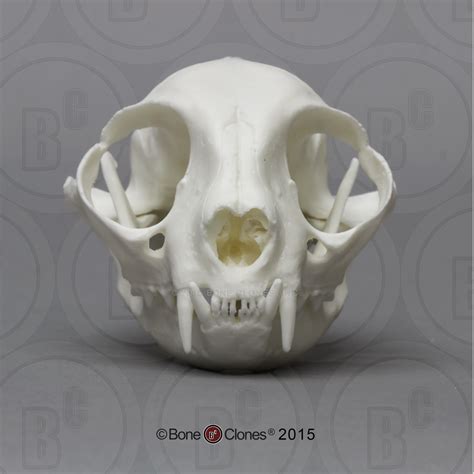 Economy Common House Cat Skull - Bone Clones - Osteological Reproductions