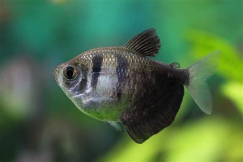 Black Skirt Tetra (Gymnocorymbus ternetzi): Care Guide - Fish Laboratory