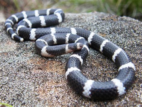 Does Australia really have the deadliest snakes? We debunk 6 common myths - TOORAK TIMES