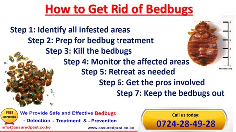 Bed bugs are everywhere these days and we are all at risk – Assured Pest Control