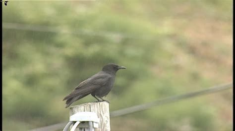 Pin on Birds of Sherwood Forest